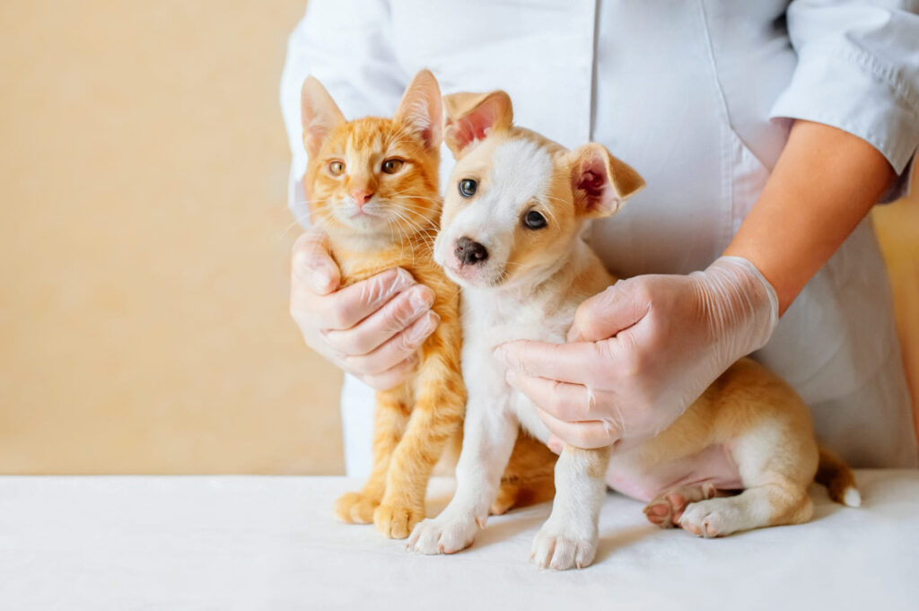 Perito y gatito en el veterinario