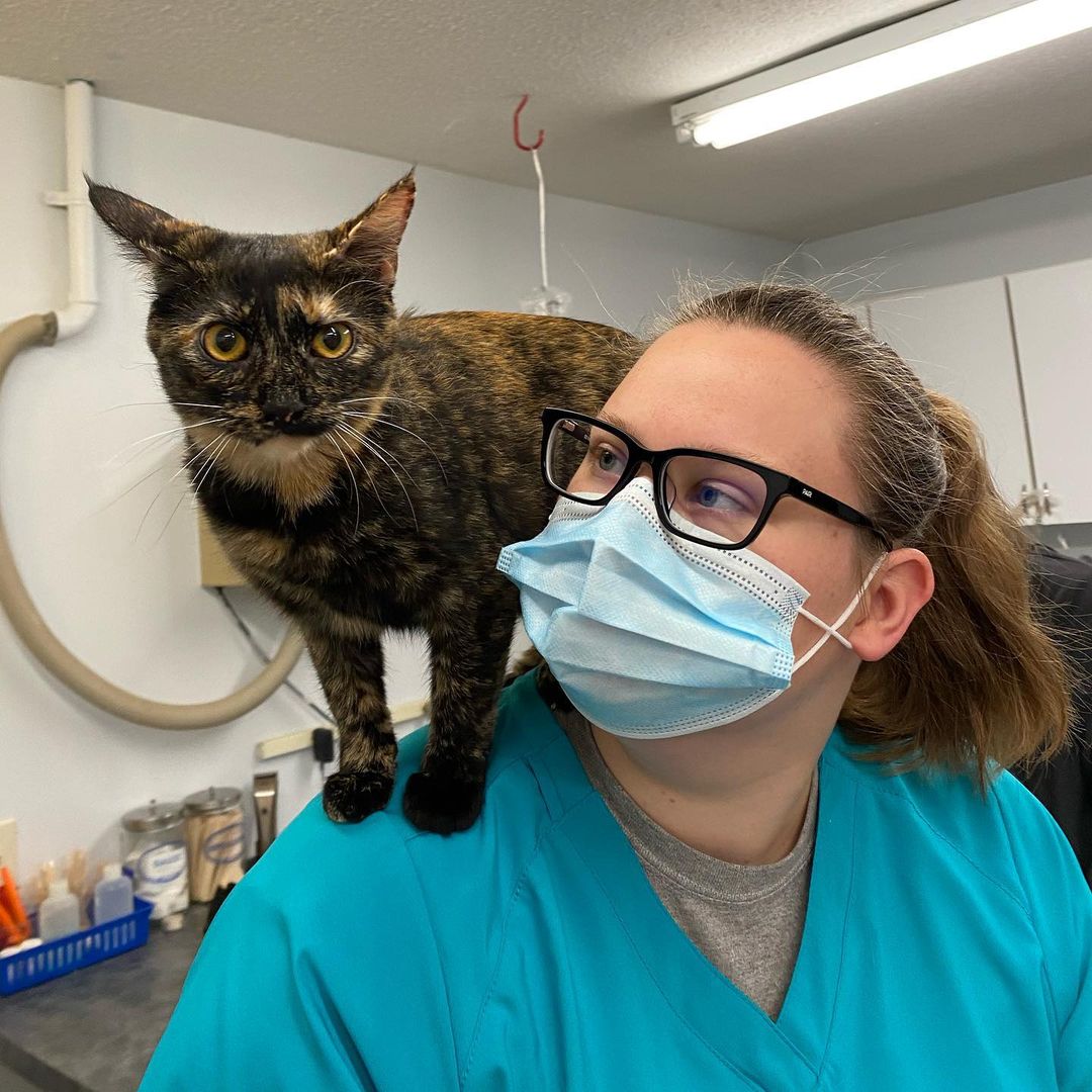 Rockville Road Animal Hospital