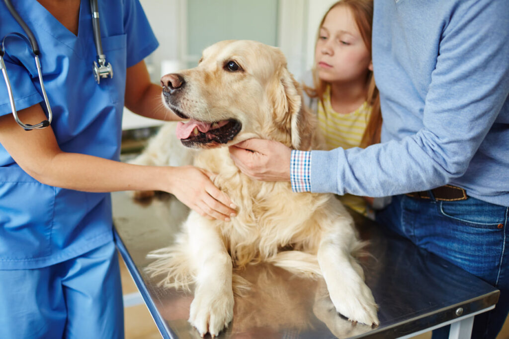 Animal Hospital of Colorado Springs
