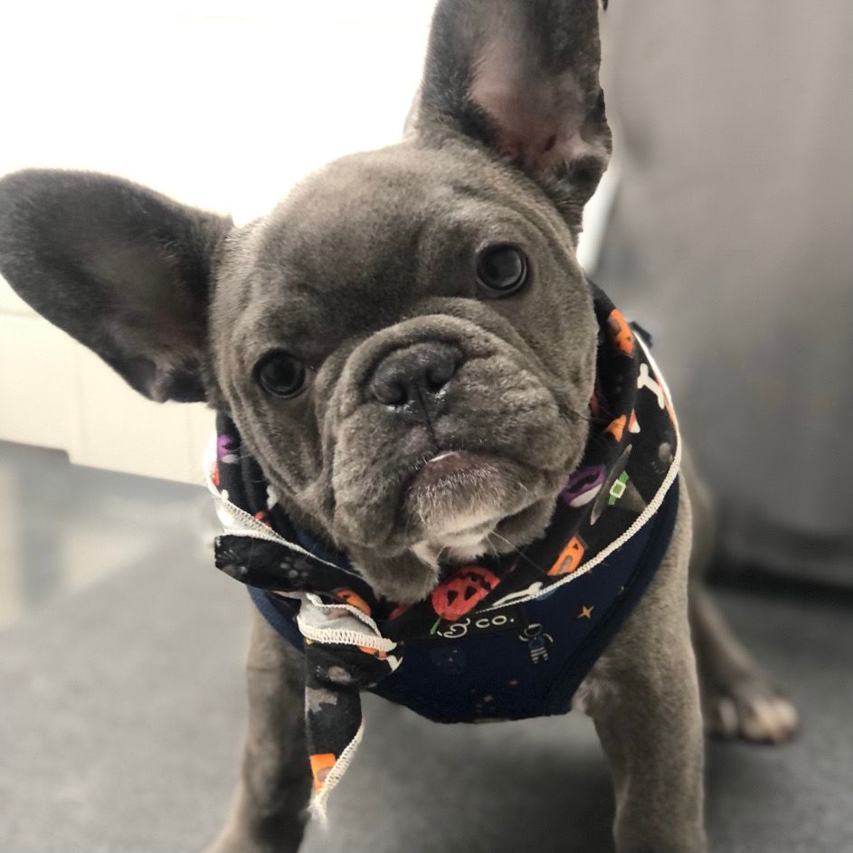 City Way Animal Clinics - Mass Ave