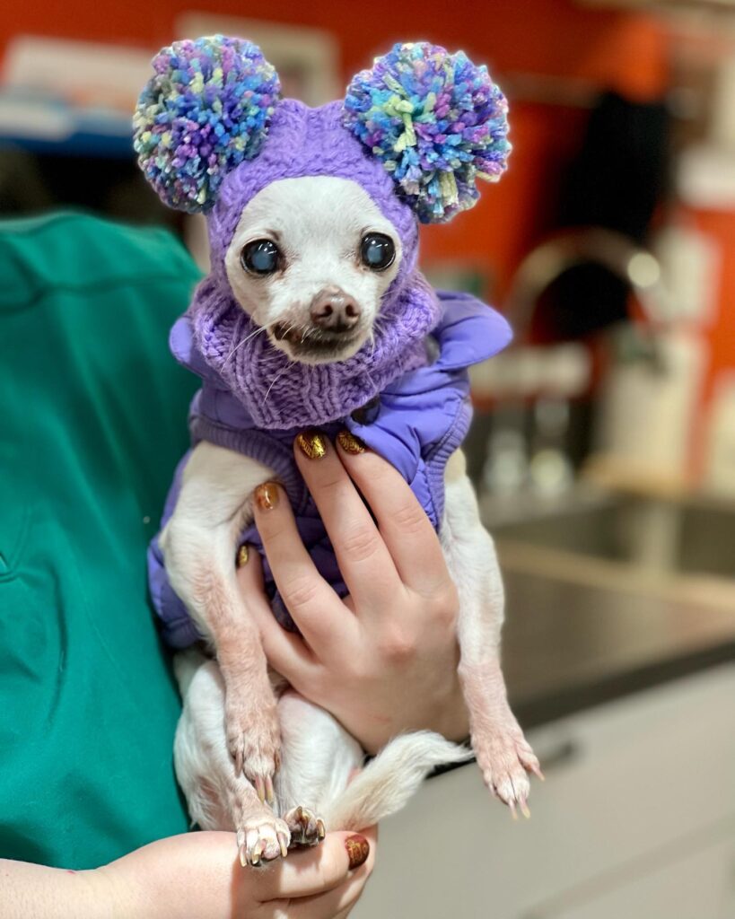 Jet City Animal Clinic