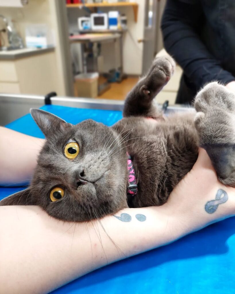 Eastlake Veterinary Hospital