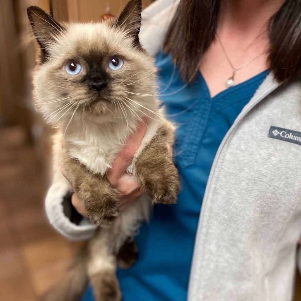 The Downtown Veterinarian