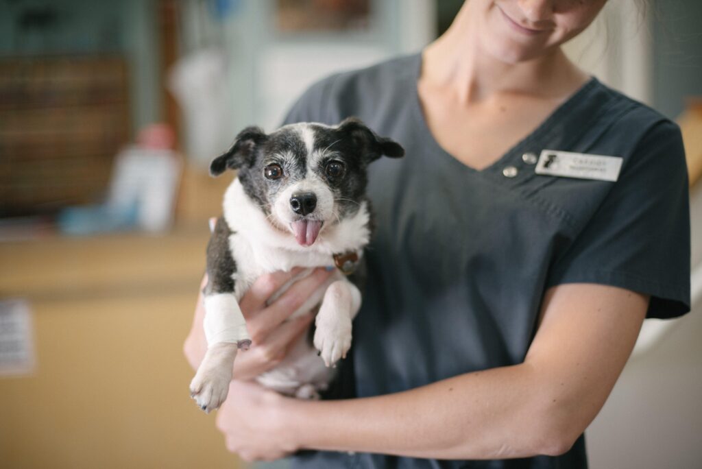 Commonwealth Animal Hospital