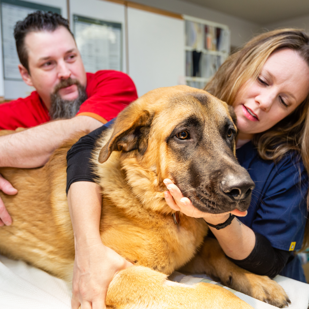 Austin Bluffs Animal Clinic