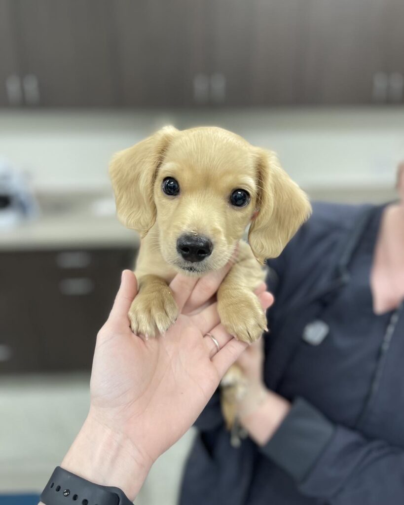 Partners Animal Hospital NoDa