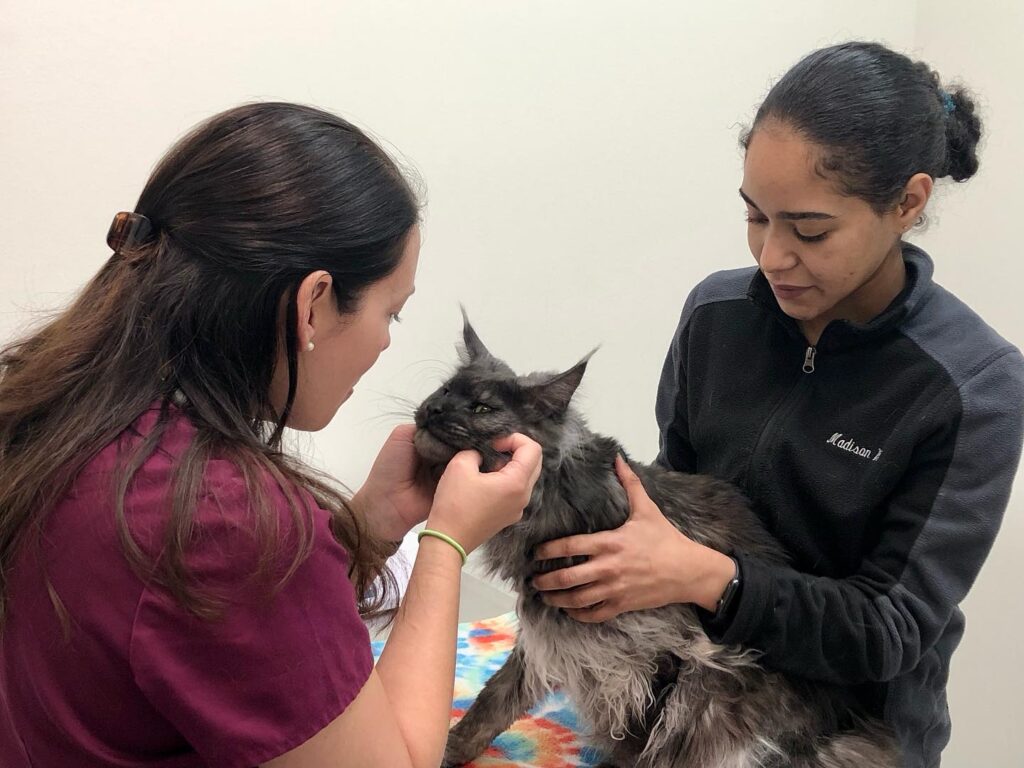 Crown Town Animal Hospital