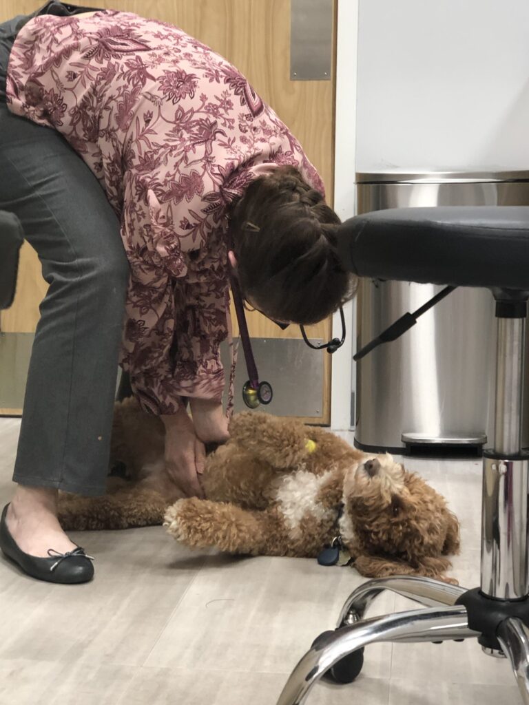 Evergreen Veterinary Care