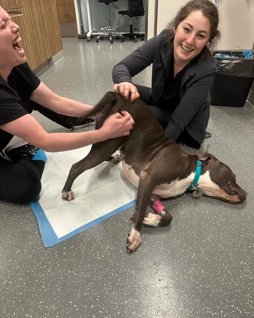 Pacific City Veterinary Care