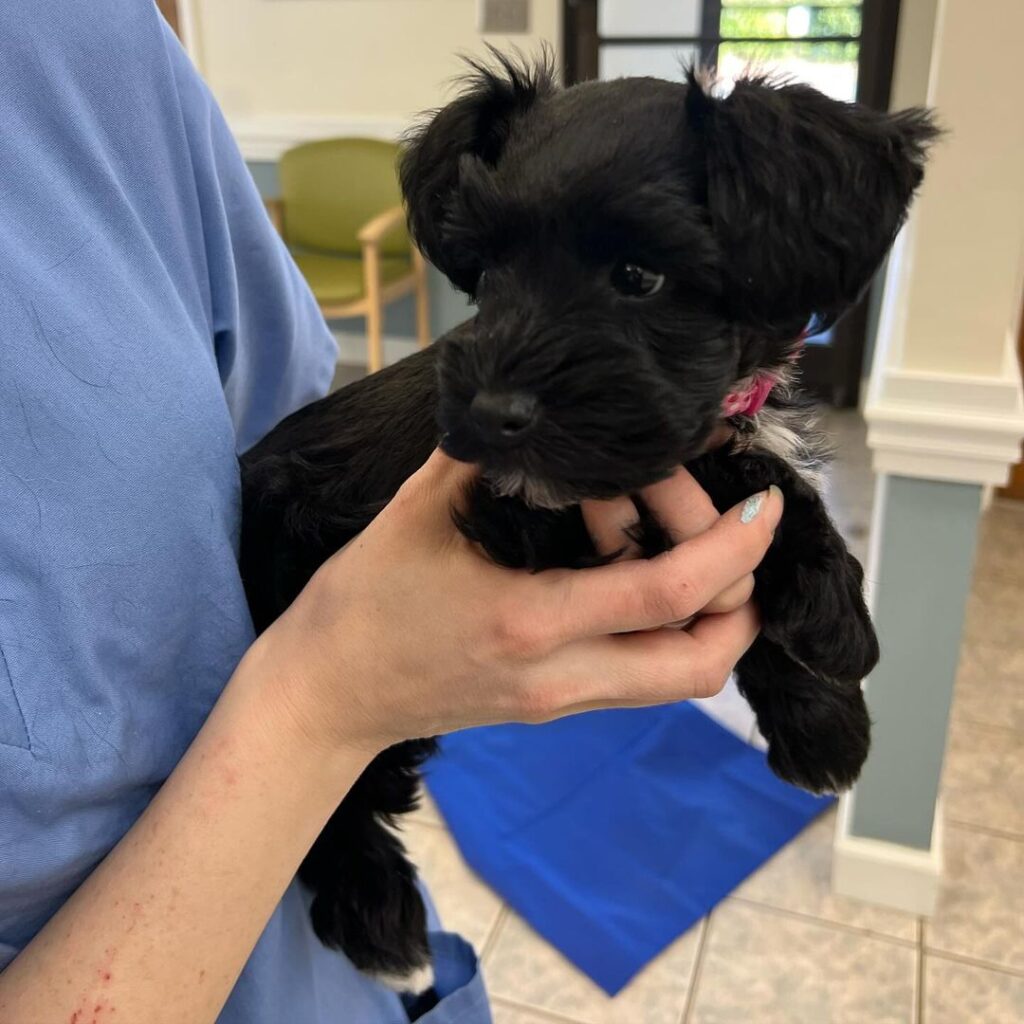 St Francis Hospital For Animals