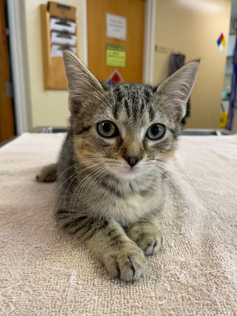 Monroe Road Animal Hospital