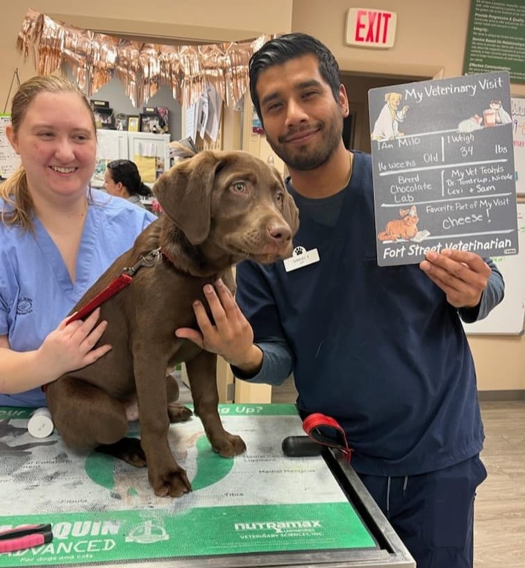 Fort Street Veterinarian