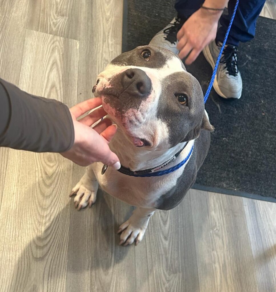 Queen City Animal Hospital