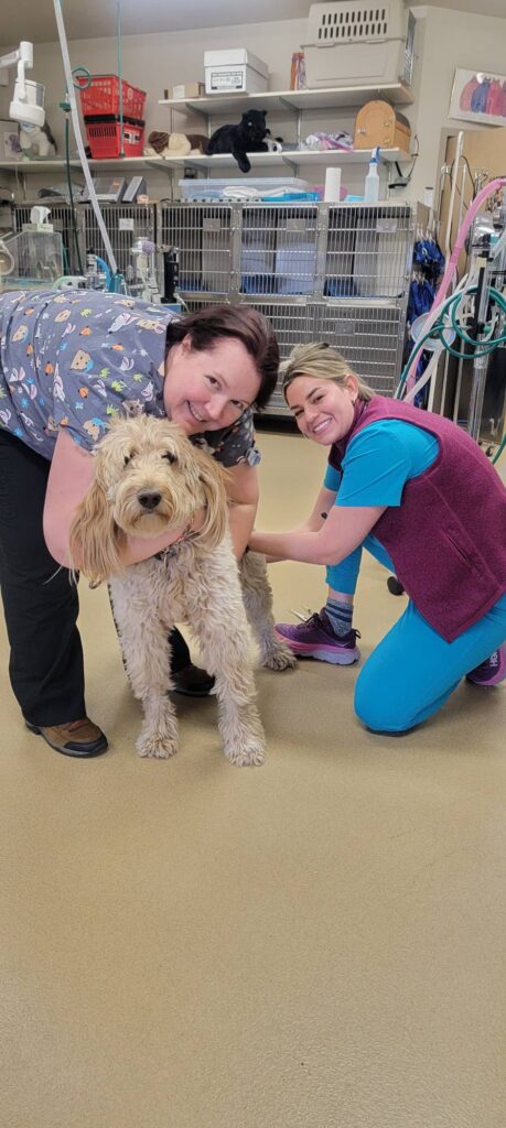 Bijou Animal Hospital PC