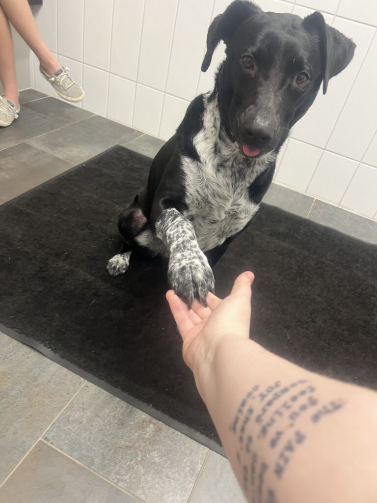 City Way Animal Clinics - Mass Ave
