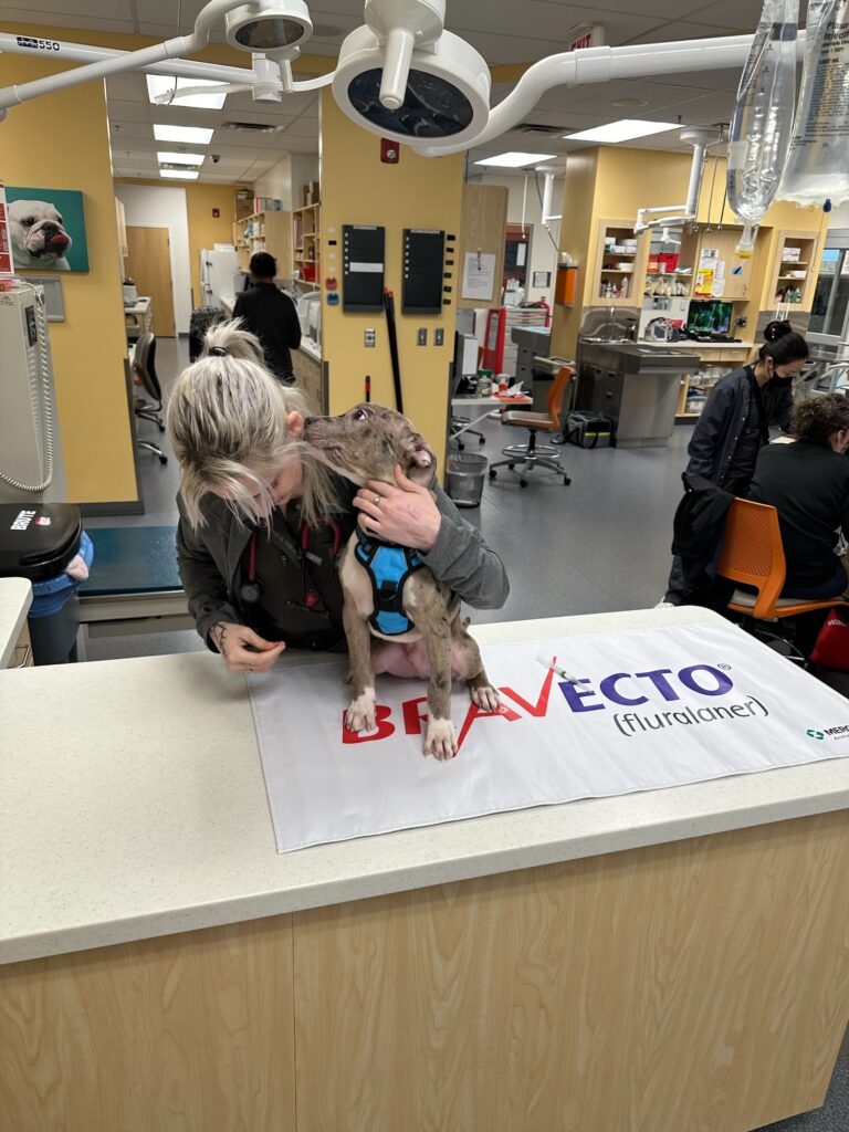 Eastern Animal Hospital