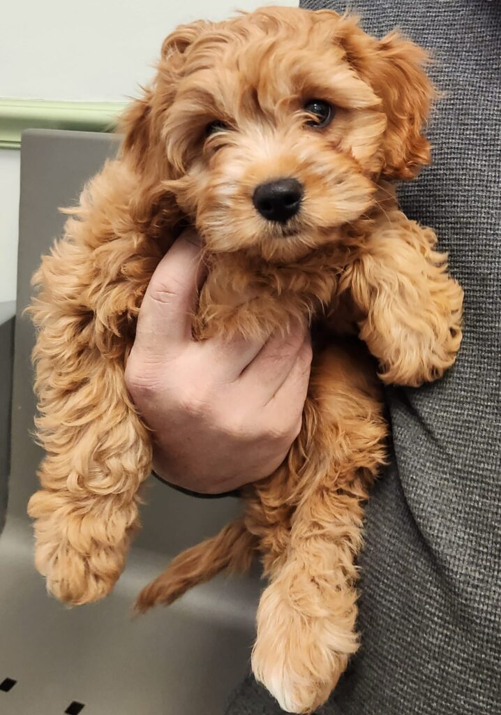 24th Street Animal Clinic