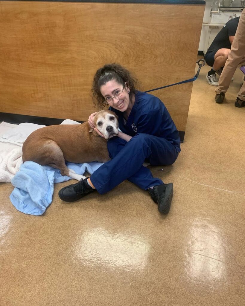 St Francis Hospital For Animals