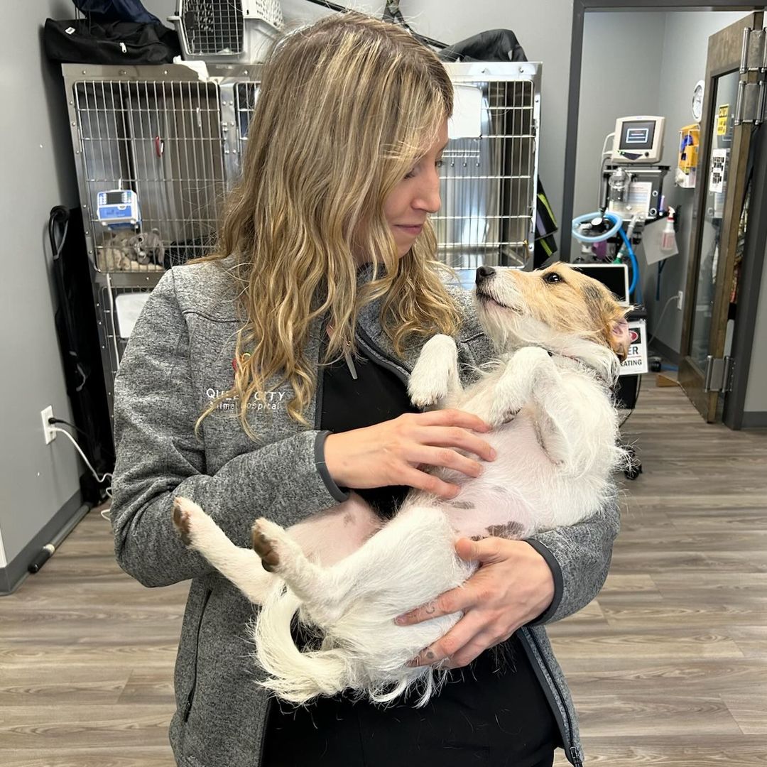 Queen City Animal Hospital