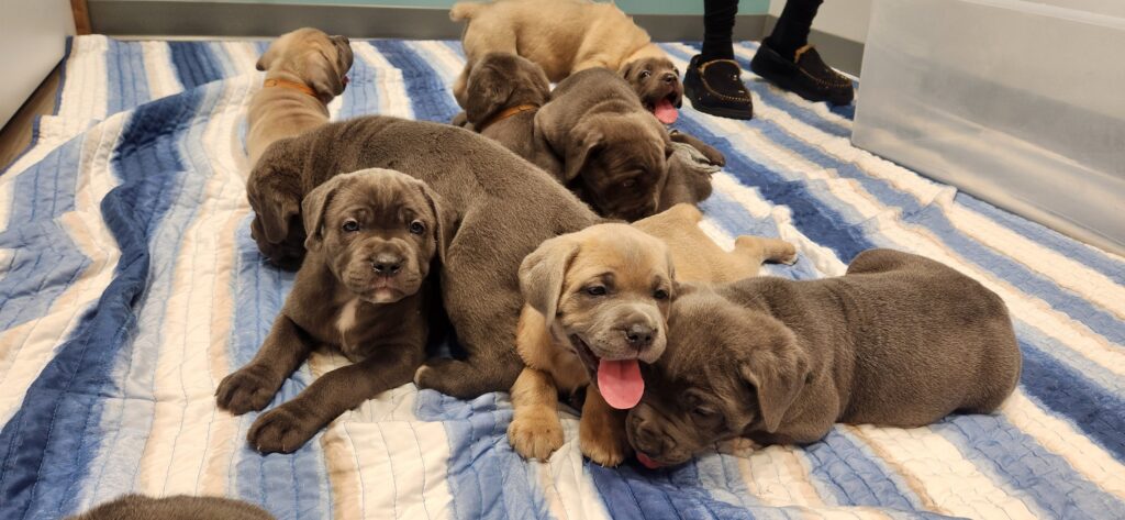 Evergreen Veterinary Care