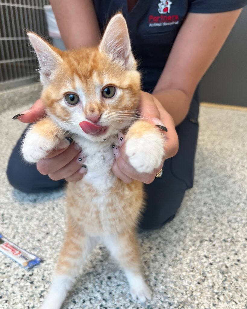 Partners Animal Hospital NoDa