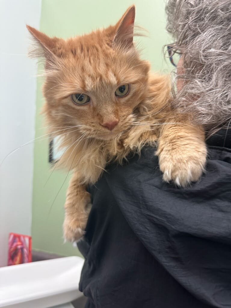 24th Street Animal Clinic