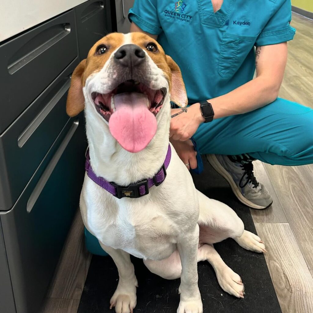 Queen City Animal Hospital