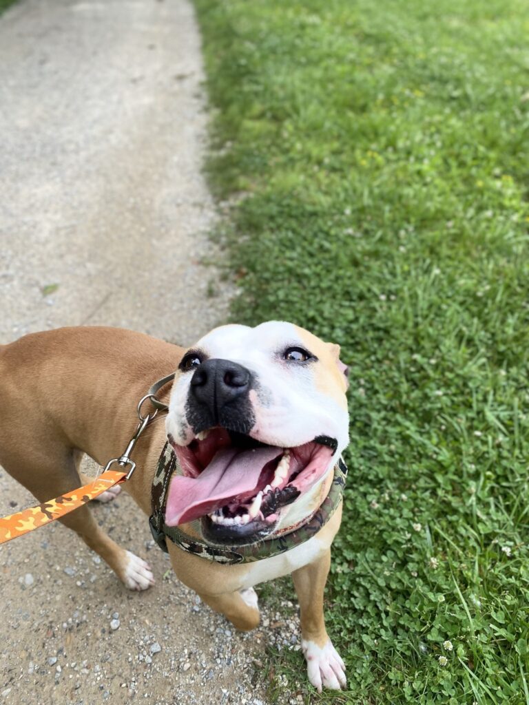 Monroe Road Animal Hospital