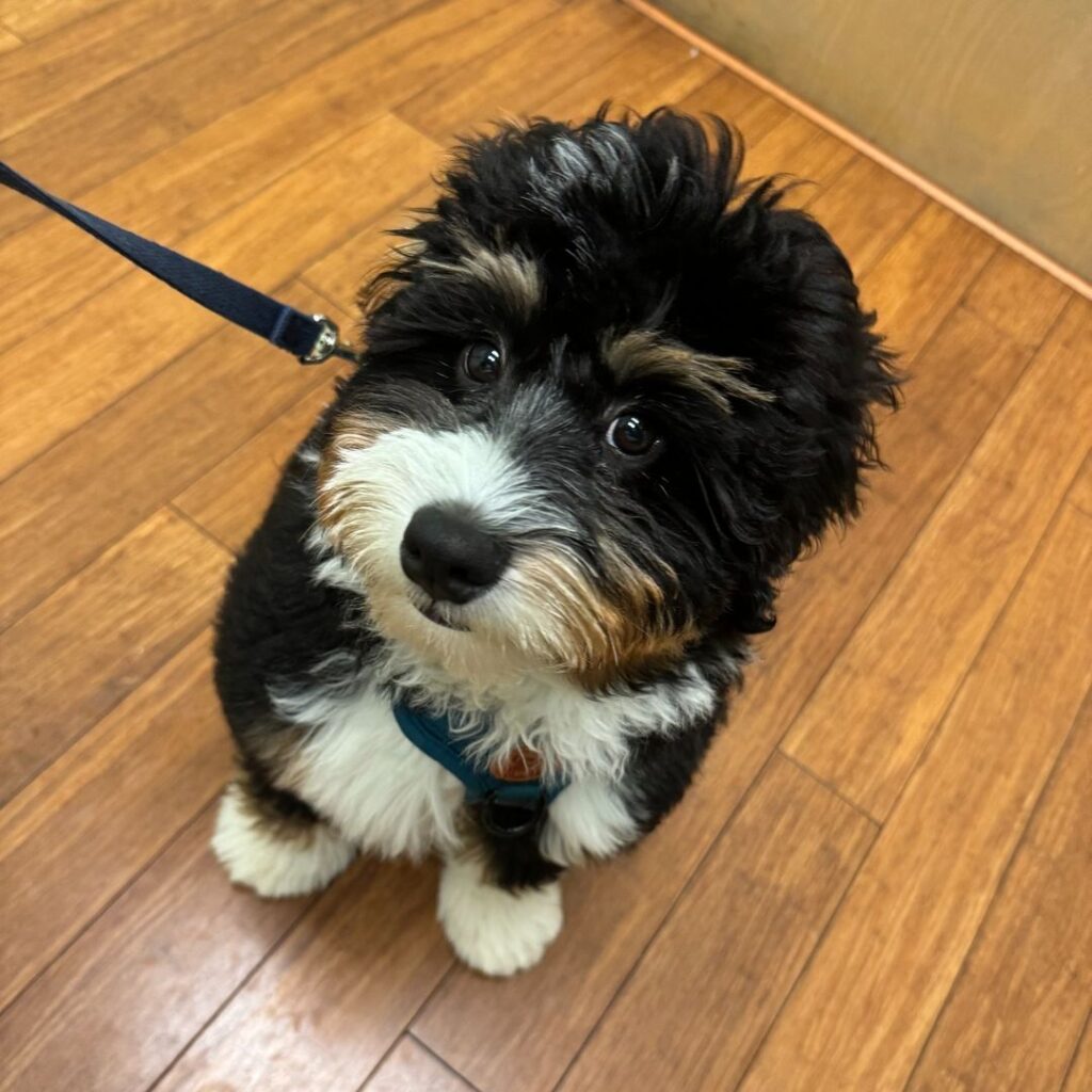 Atrium Animal Hospital