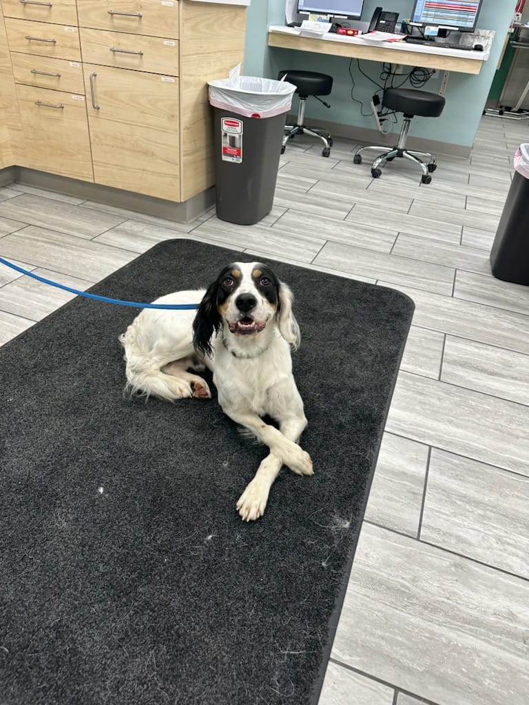 All Pet Express by Noah's