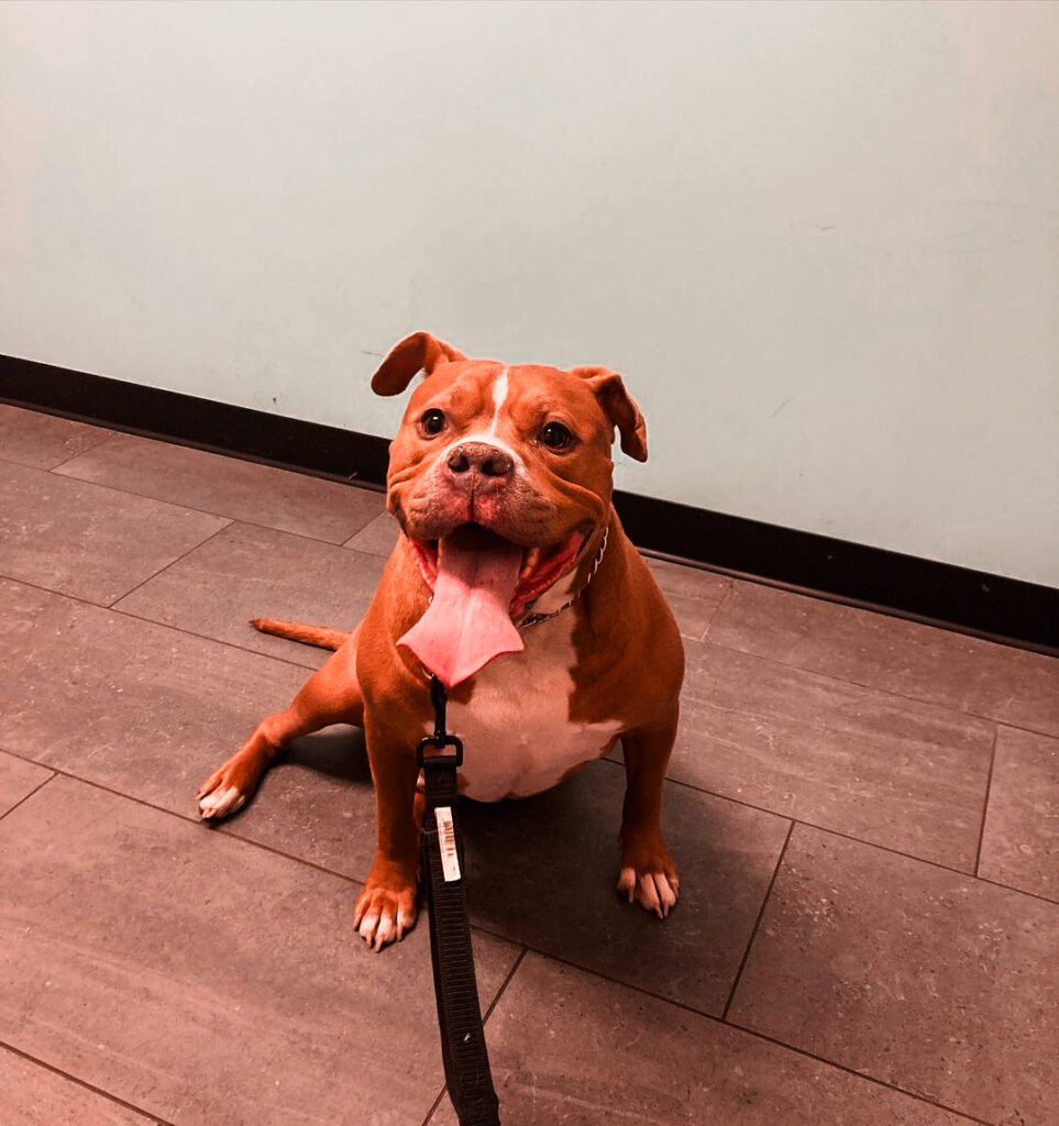 Banfield Pet Hospital