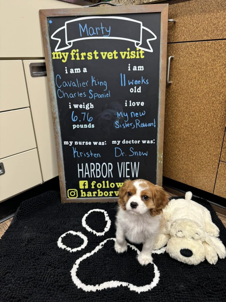 Harbor View Veterinary Hospital