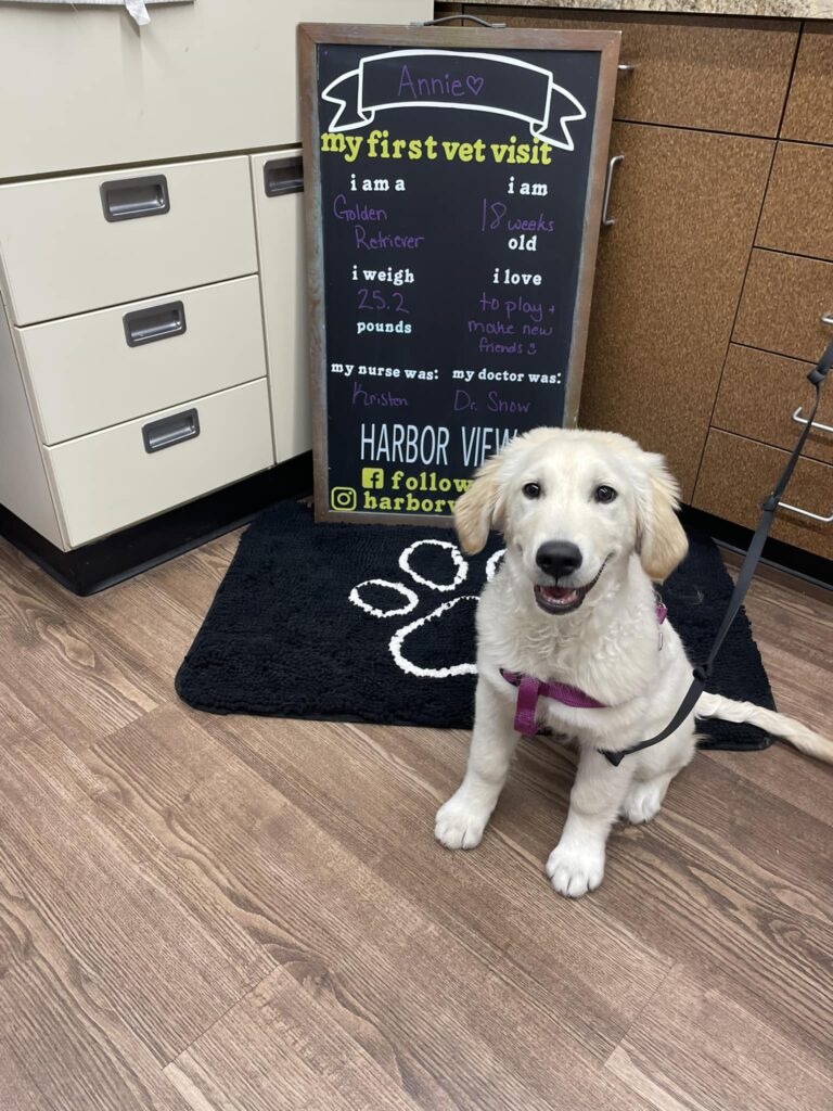 Harbor View Veterinary Hospital