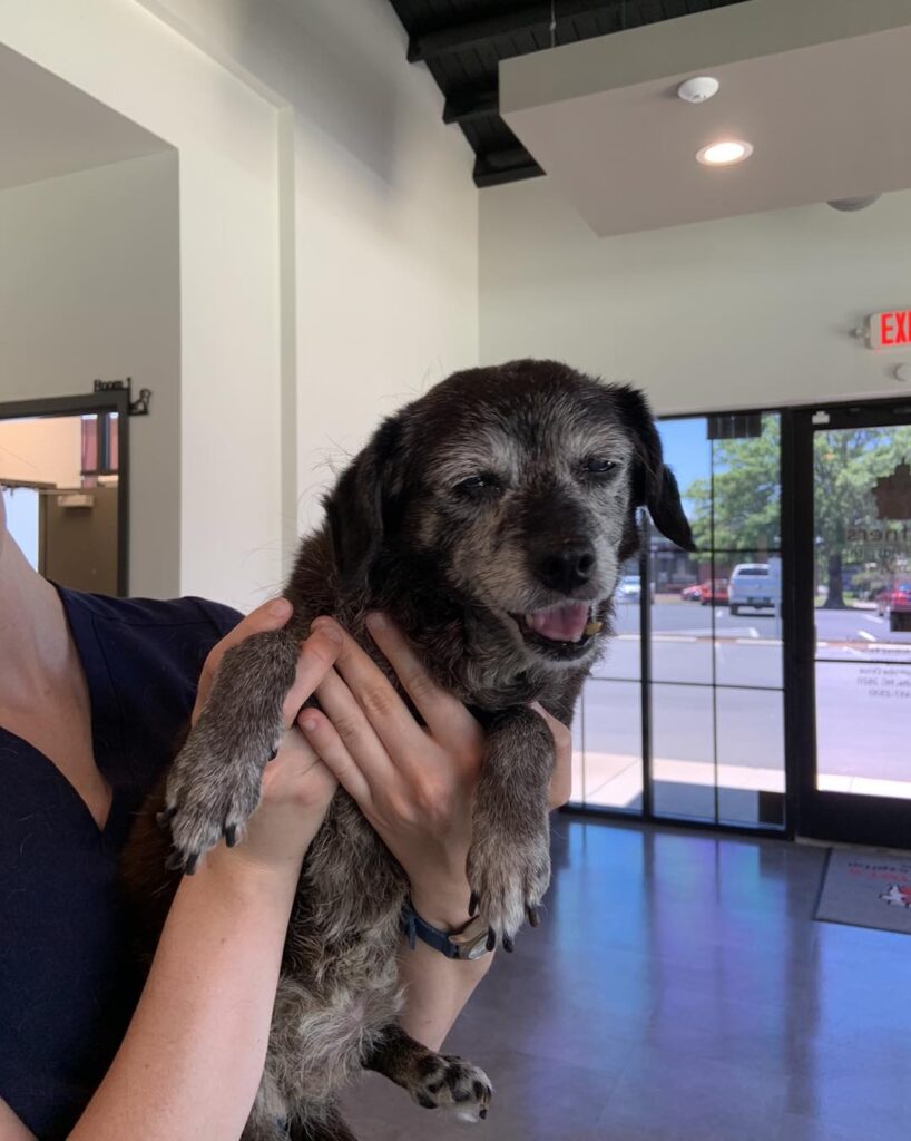 Partners Animal Hospital NoDa