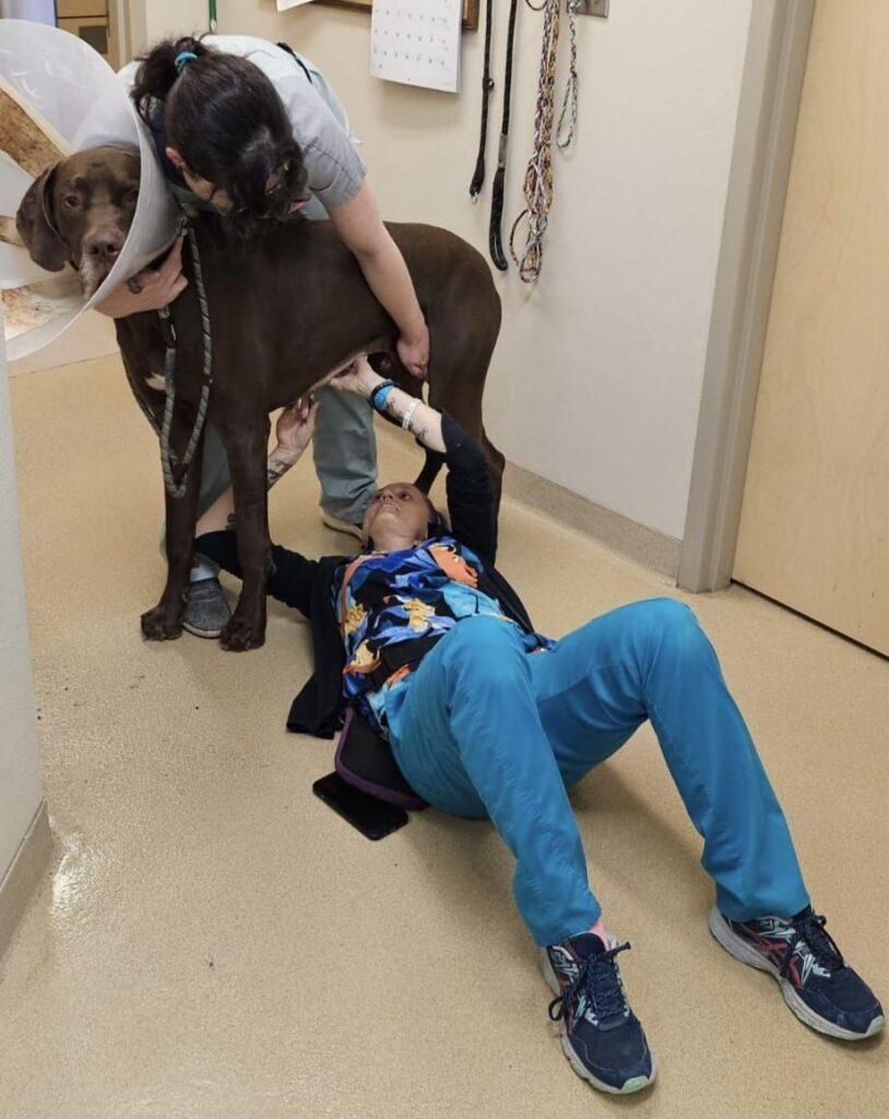 Bijou Animal Hospital PC