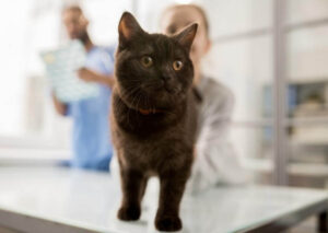 Virginia Beach Veterinary Hospital