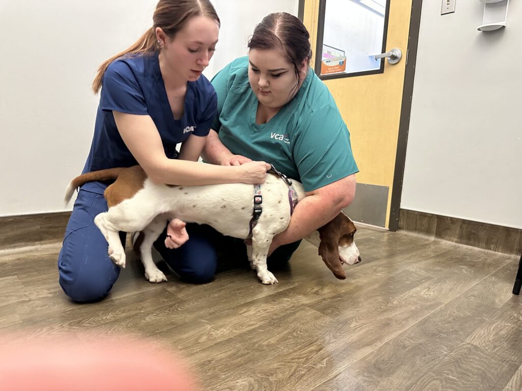 VCA Aspenwood Animal Hospital