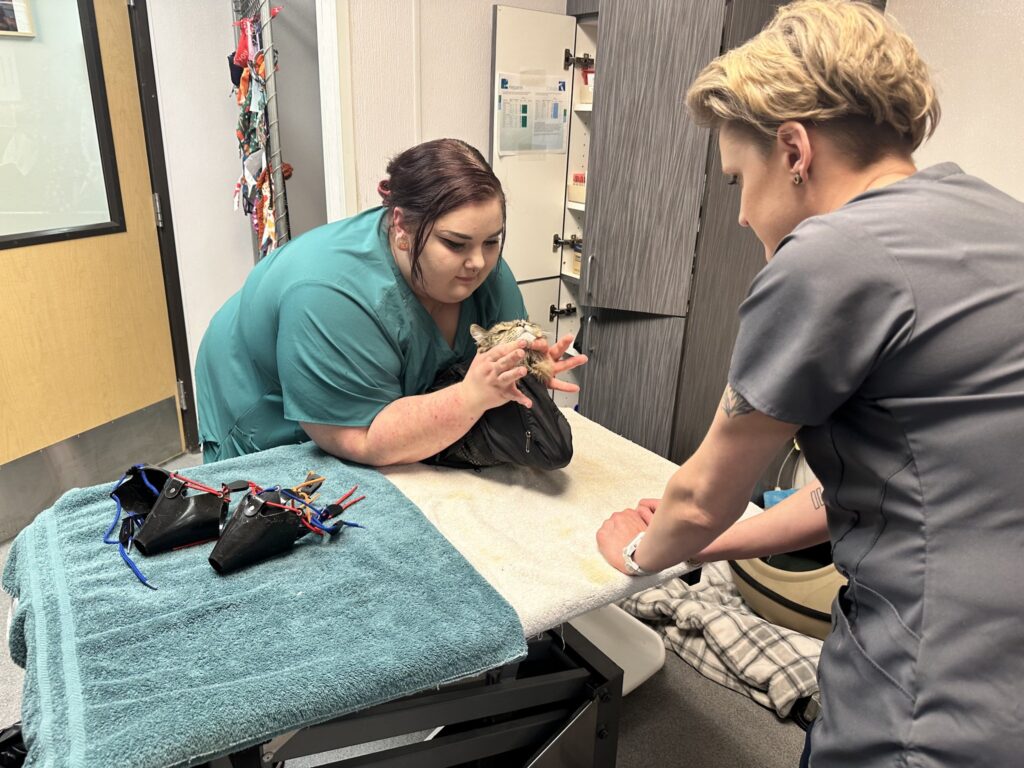 VCA Aspenwood Animal Hospital
