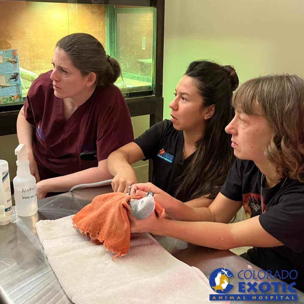 Colorado Exotic Animal Hospital