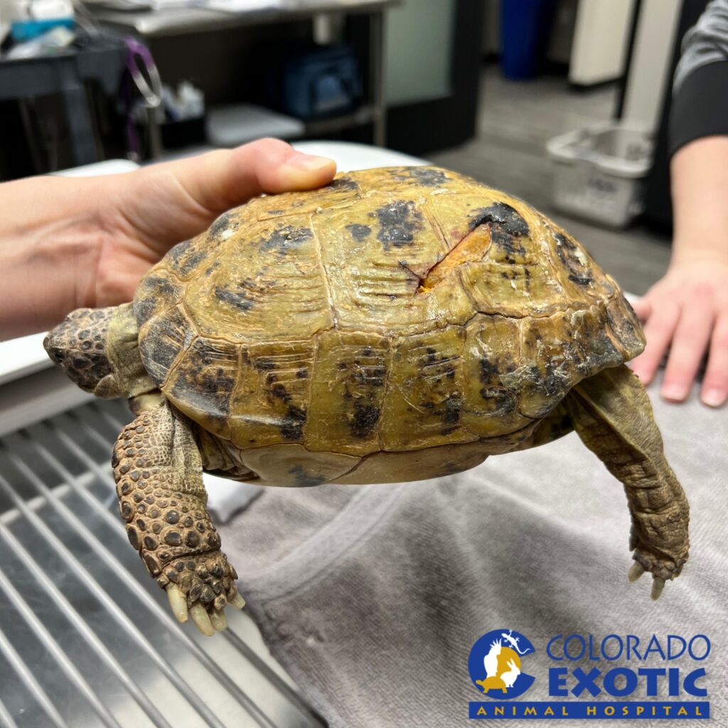 Colorado Exotic Animal Hospital