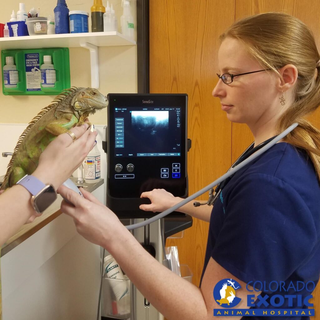 Colorado Exotic Animal Hospital