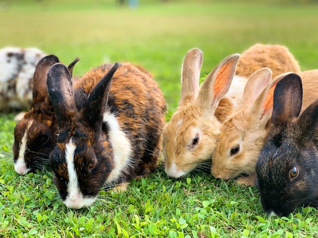 Conejos