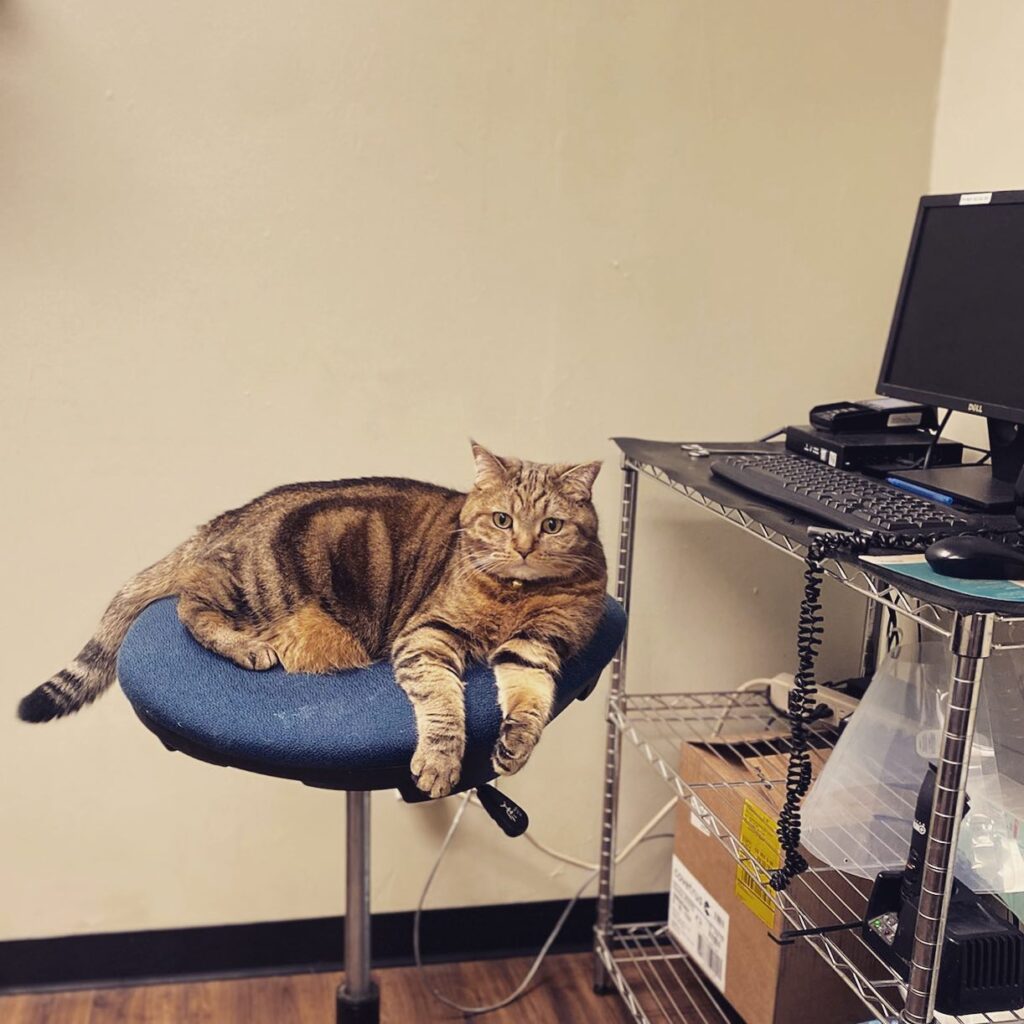 Downtown Animal Care Center