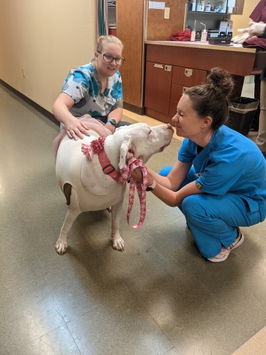 High Plains Veterinary Hospital
