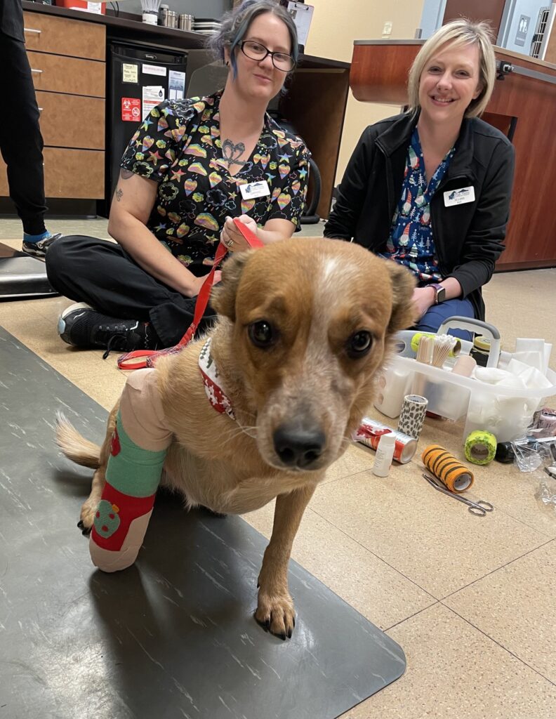 High Plains Veterinary Hospital