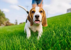 Virginia Beach Veterinary Hospital