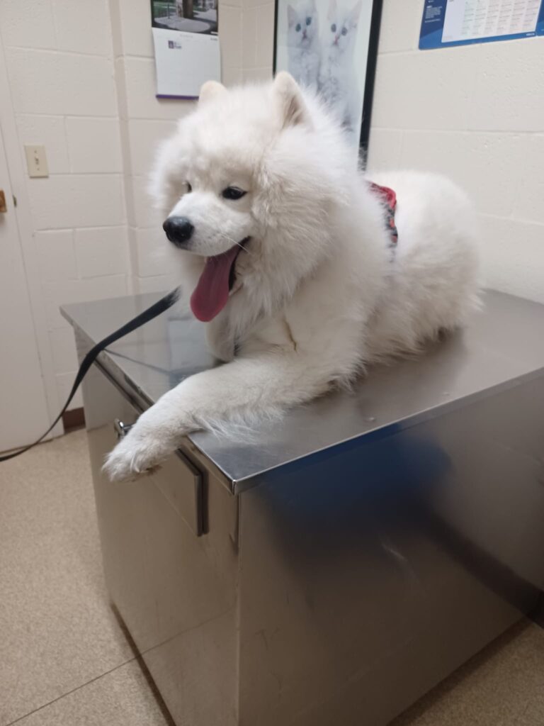 South Omaha Animal Hospital