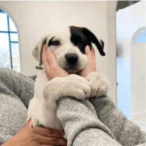 Petfolk Veterinary & Urgent Care - SouthPark