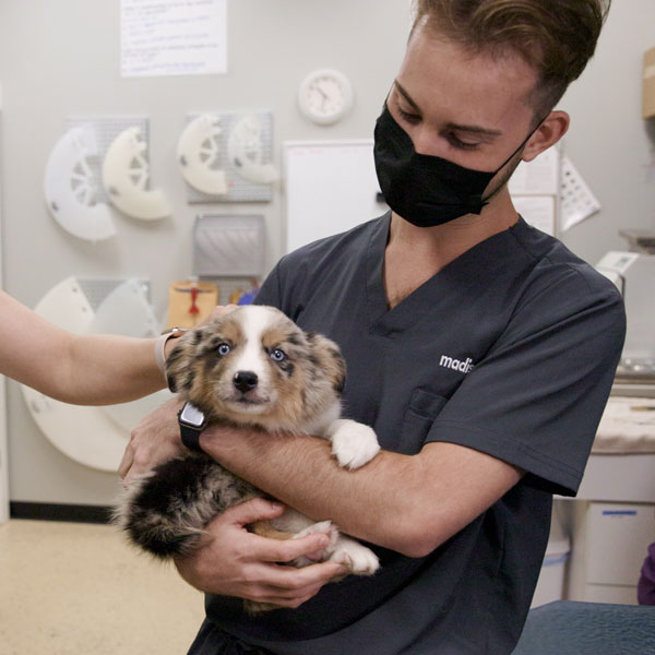 Madison Street Animal Hospital