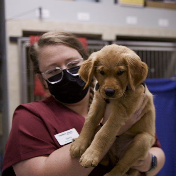 Madison Street Animal Hospital